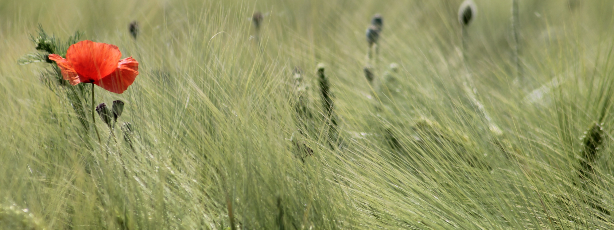 Remembrance*Our services in November*More Details