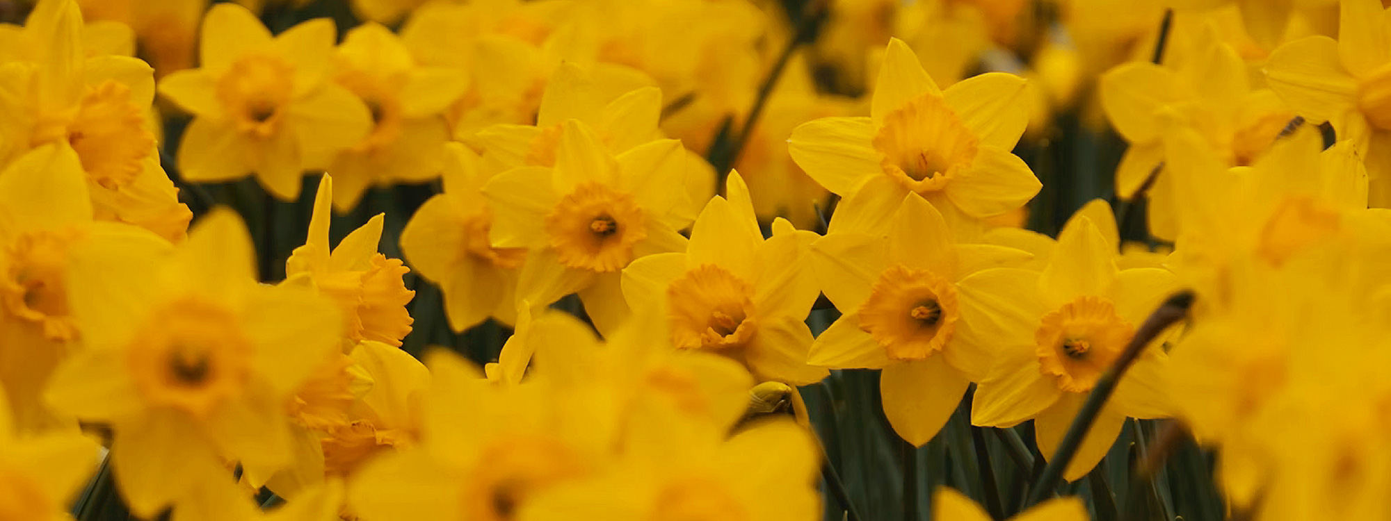 BANNER Easter daffodils slides