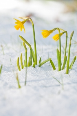 DaffodilsSnowSergeBertasius