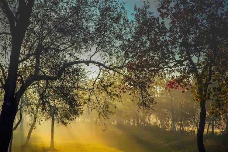 BREATHE-sunrise-trees-fog